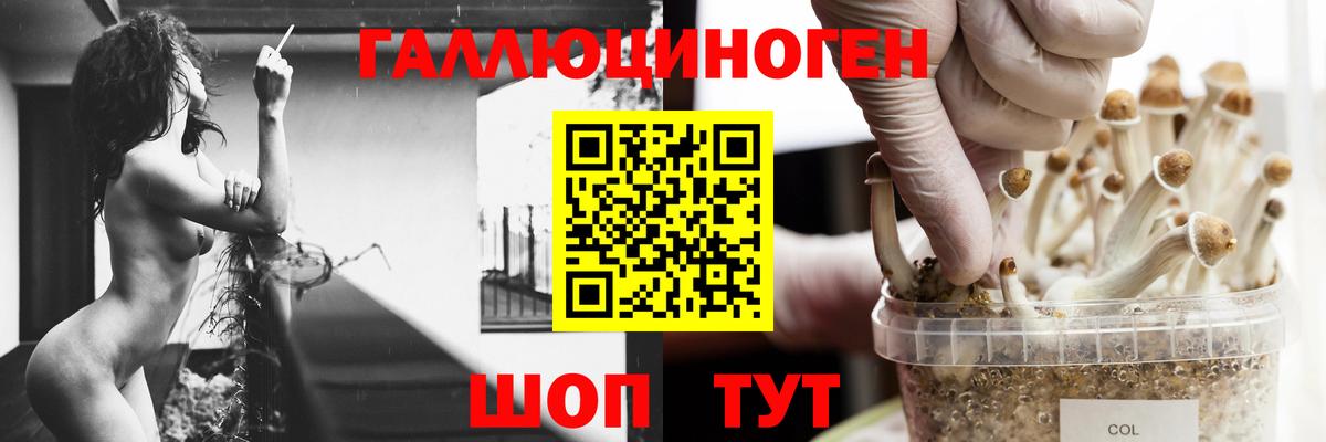 Псилоцибиновые грибы Psilocybe Обь